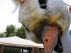 AcchiappaMantici